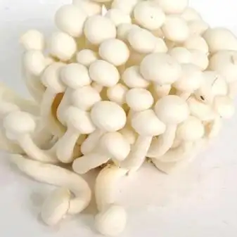 新鲜菌菇 新鲜白玉菇150g