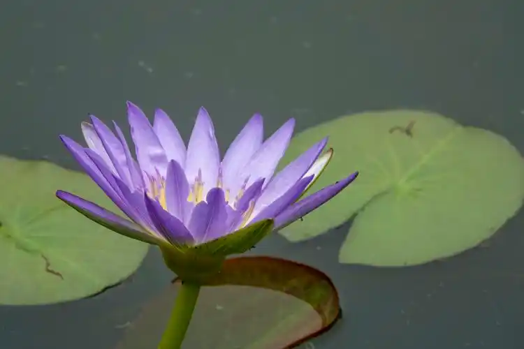 【首发】五彩莲花(五)