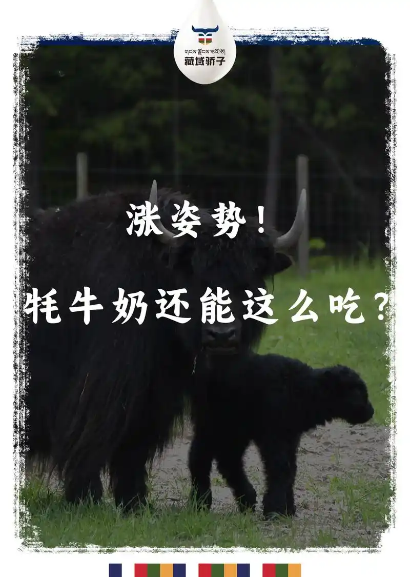 涨姿势!牦牛奶还能这么吃?新鲜的牦牛奶除了煮沸饮用,还可 - 抖音