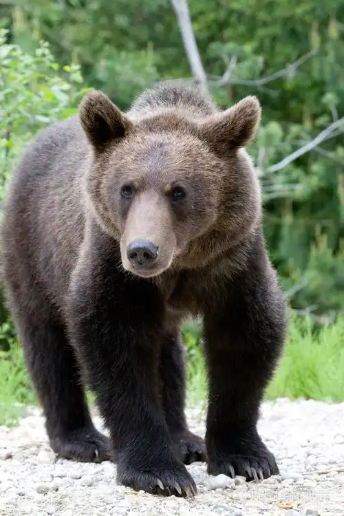 在森林里的野熊