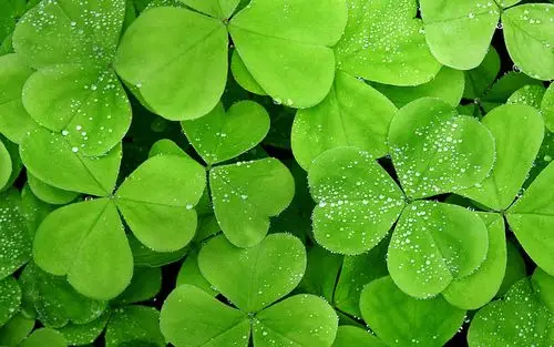 绿色植物护眼桌面壁纸高清大图预览1920x1080_植物壁纸下载_美桌网