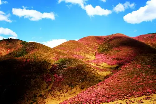 【脱贫万张图片】马鹿塘:山花烂漫好时节