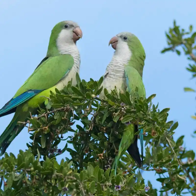 受欢迎的宠物鹦鹉在野外泛滥,当地人苦不堪言,竟偷偷给鹦鹉下毒
