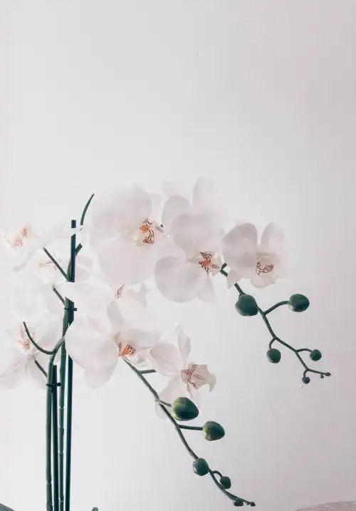 淡雅花朵标志logo图片_淡雅花朵素材_淡雅花朵logo免费下载 - logo