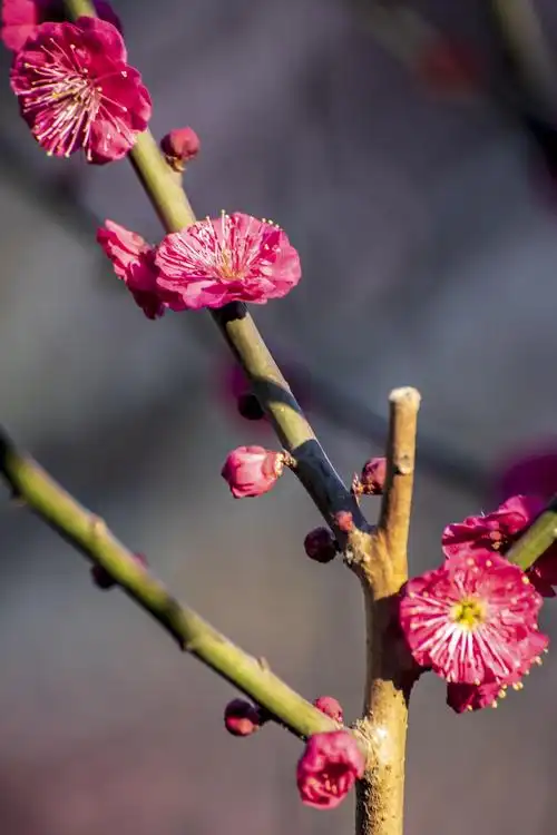 梅花,超凡脱俗的花.