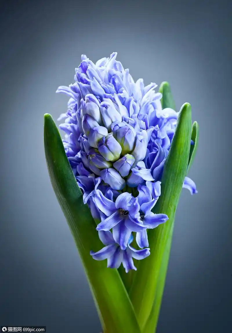 美丽的蓝色风信子超过黑色粉红色花园