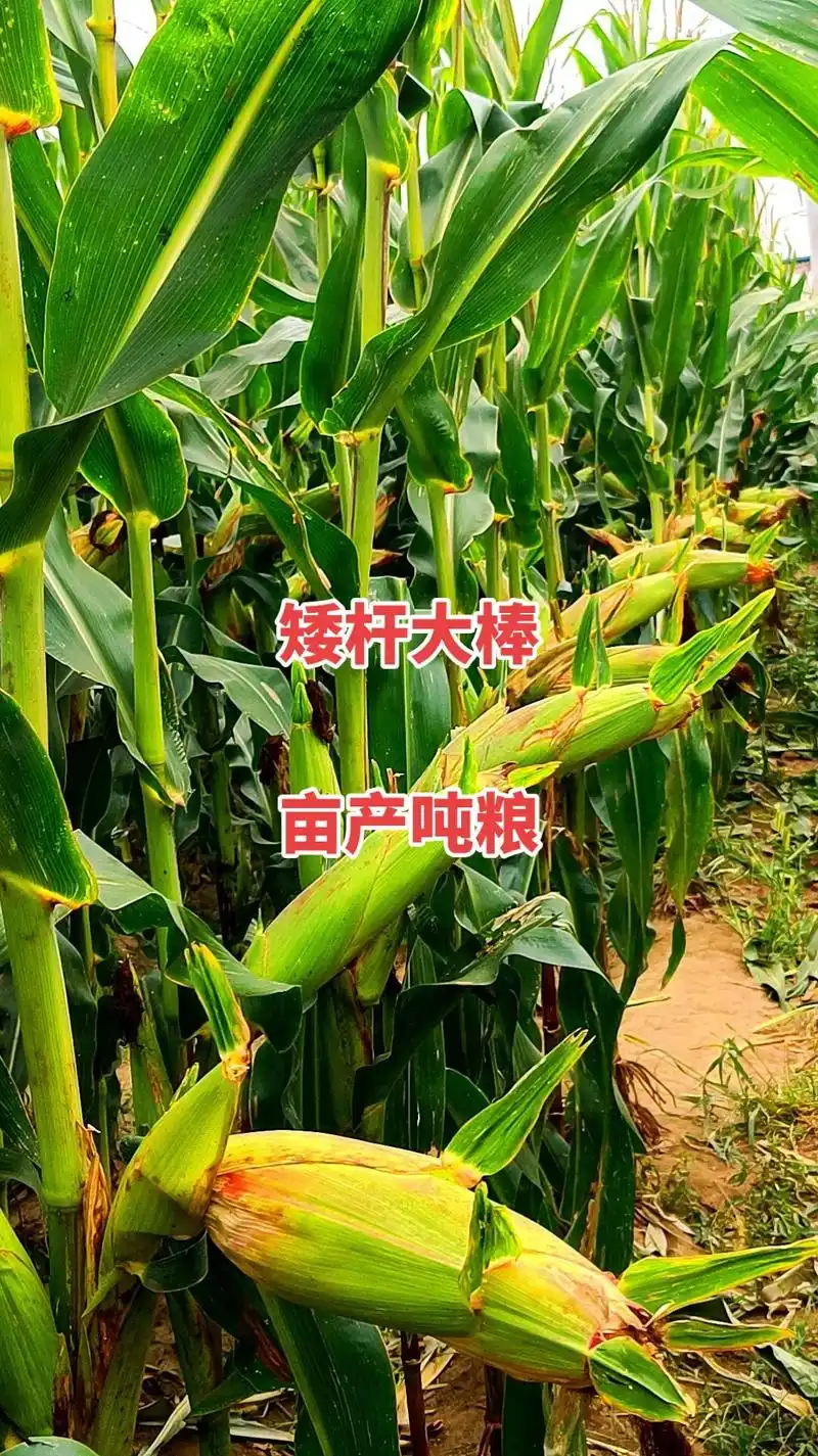 最新国审高产玉米种子 #紫根紫杆高产大棒 #矮杆大棒玉米种 - 兑趑