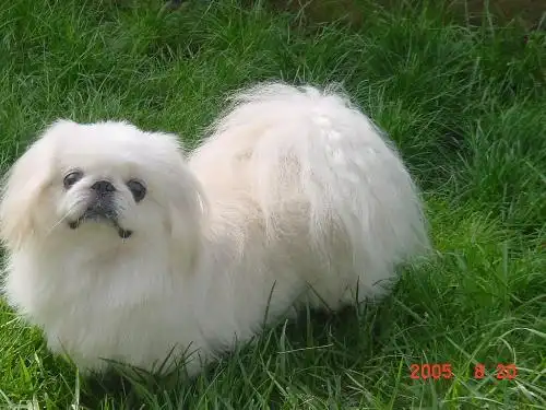 哈巴狗长什么样呀