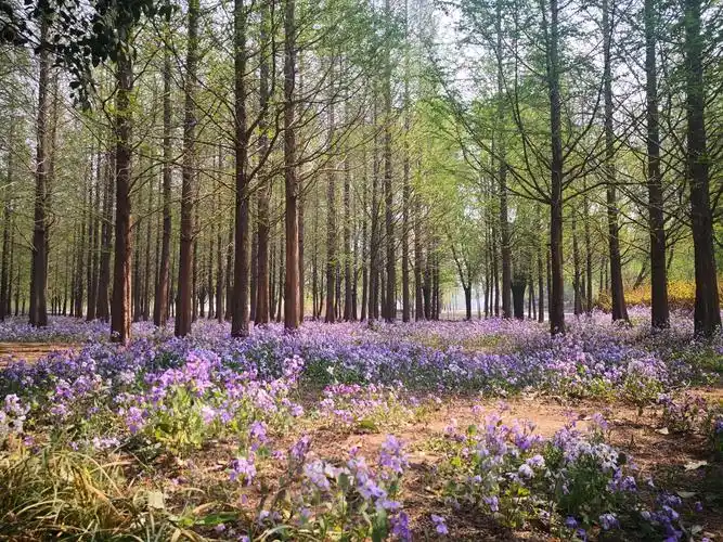手机镜头下的春天,美美哒!