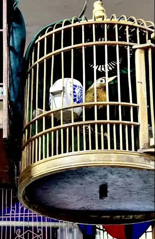 笼子里的画眉鸟(图片来源:澎湃新闻)