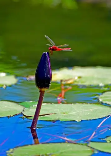 圆明园-夏日荷花.红蜻蜓.
