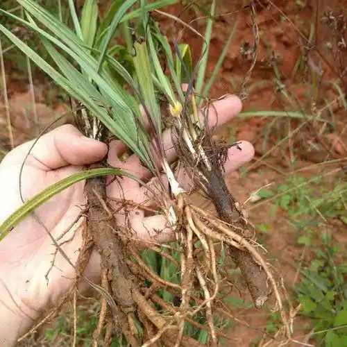 苗圃批发白茅当年新采白茅草茅草白茅草耐荫品种齐全量大优惠