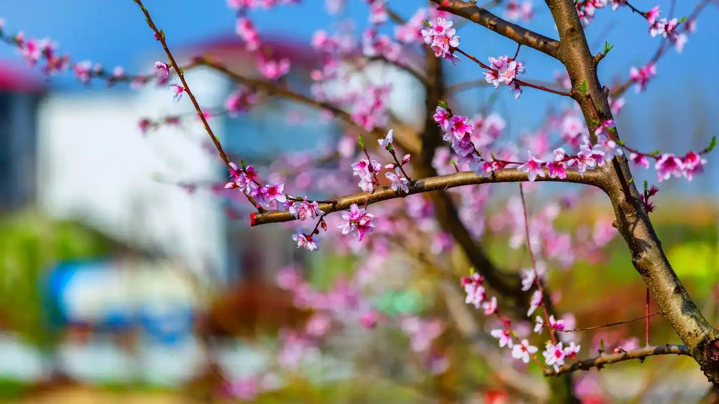 一树桃花开 #原创摄影 #最美四月 #人间四月天 - 抖音