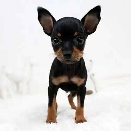 纯种铁包金小鹿犬小鹿犬幼犬活体迷你小鹿双血统小鹿犬幼犬送衣服