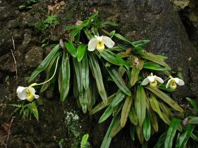 中国极小种群野生植物白花兜兰