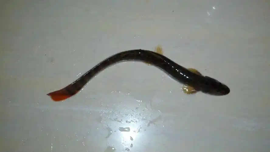 请教,这是什么鱼啊!书名叫什么,它的详细资料有吗?