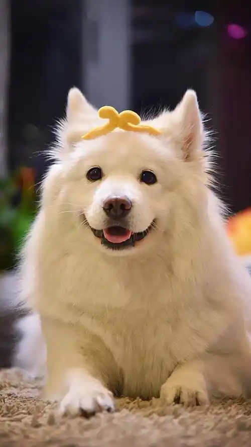 可爱宠物小狗狗