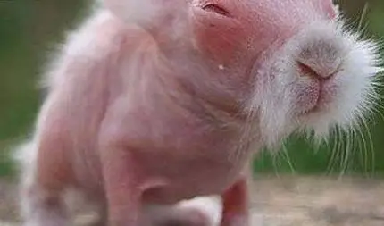 世界上最恐怖兔子:肿瘤兔(脸上长满黑色肿瘤)