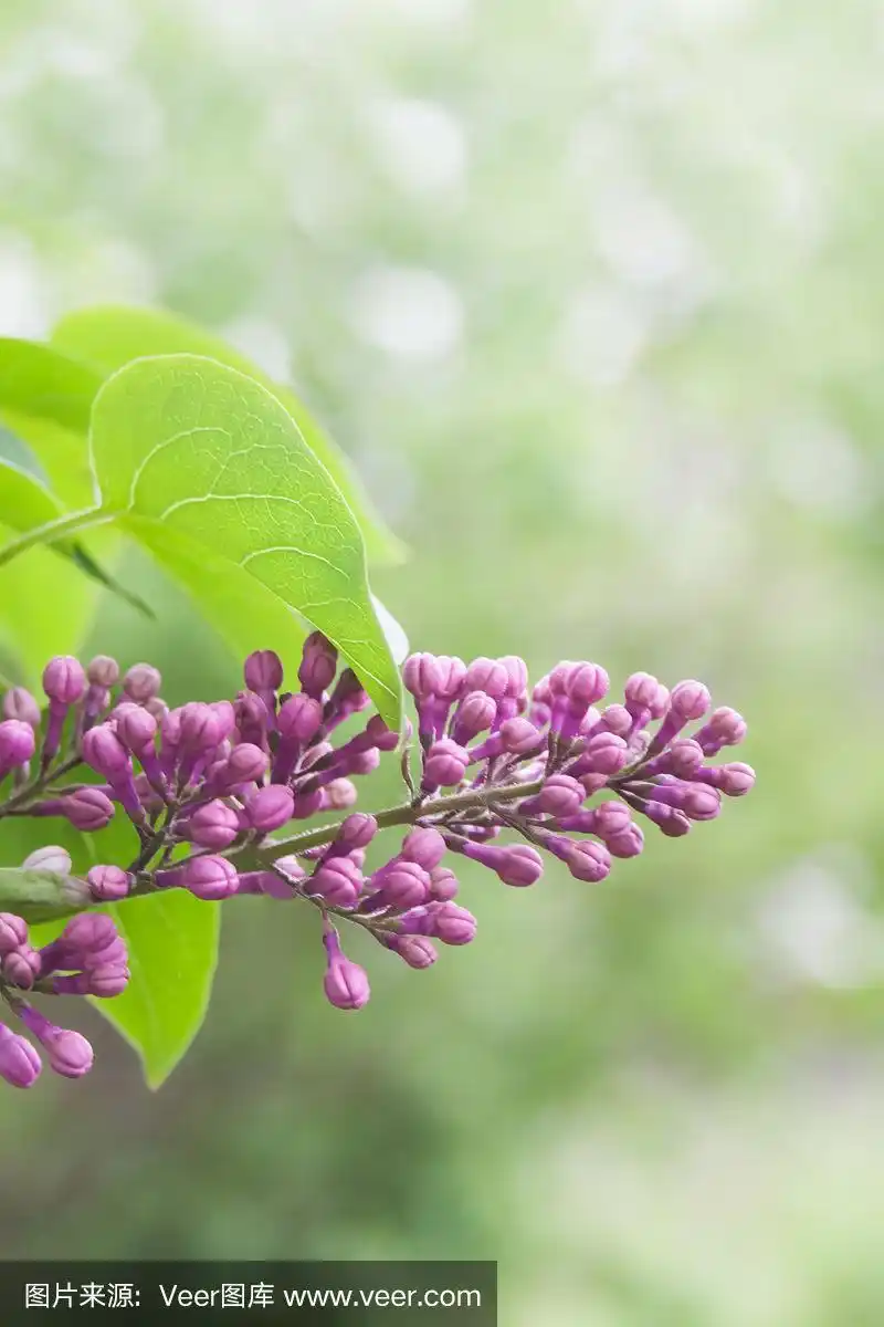 在绿色的花园背景中,丁香花蕾的花朵.紫丁香