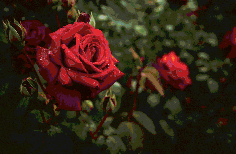 花展地址:奉贤区海兴路888号(上海都市菜园)上海市玫瑰园内220种玫瑰