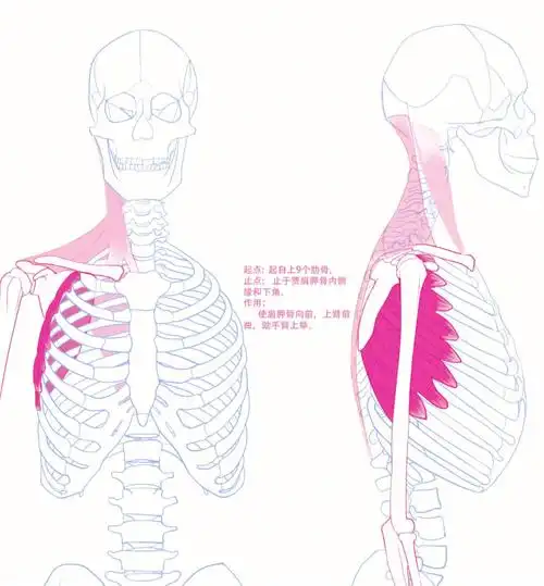 一日一肉4前锯肌