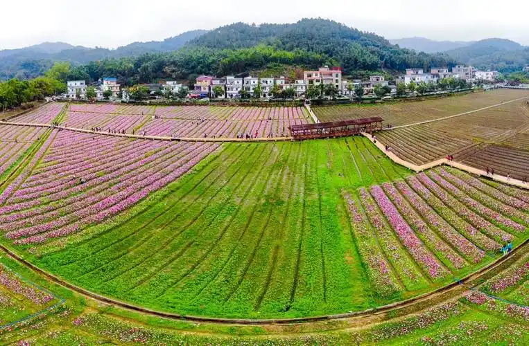 &amp;lt;山村花开艳(缪华) - "社会主义新农村建设"全国摄影大赛