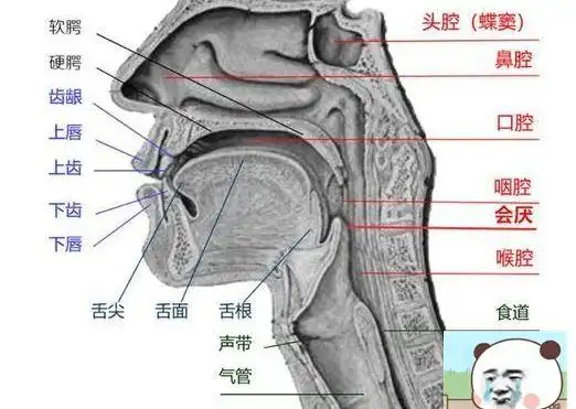 播音发声小技巧播音发声的技巧有哪些