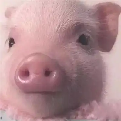 萌猪照片头像高清呆萌可爱的小猪图片头像