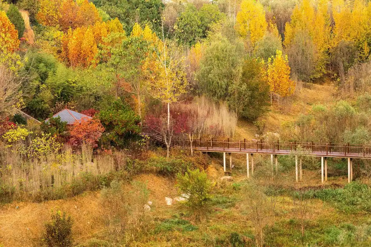 家乡秋天的风景:如诗如画 家乡的秋天,是一幅无法用言语形容的美丽