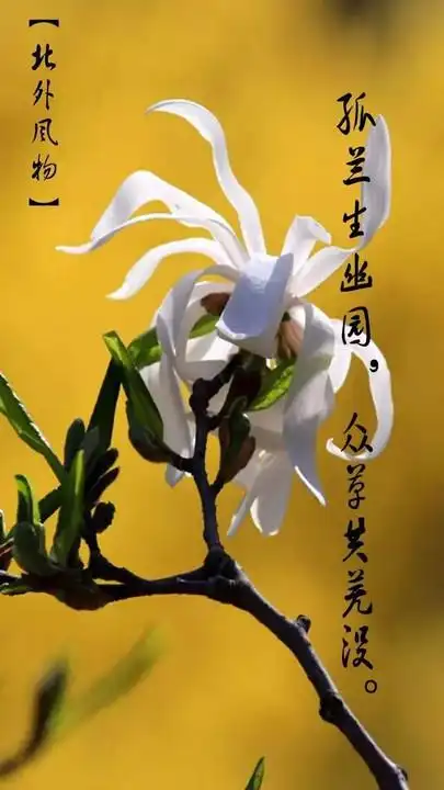 每一株草,都是一个字,每一朵花,都是标点符号.每一个芽,都是一个