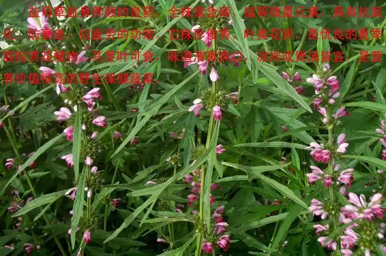 益母草膏功效与作用_鲜益母草胶囊作用有哪些_鲜益母草苗的功效与作用