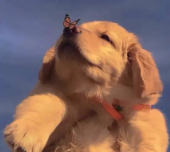 小动物可爱头像