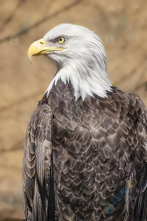 犀利眼神老鹰头像高清图片下载