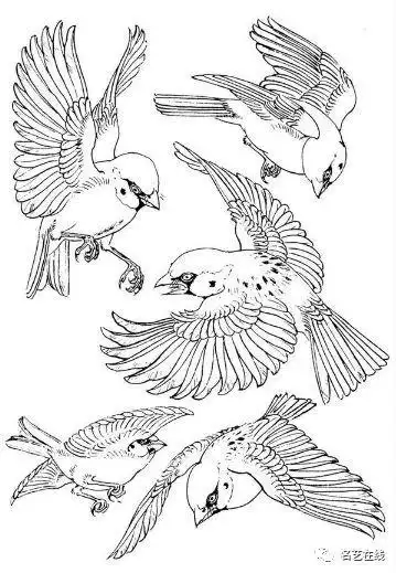 千姿百态的鸟类线描图谱学画必备