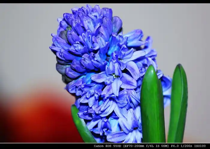 蓝色风信子花语(蓝色风信子花语是什么)