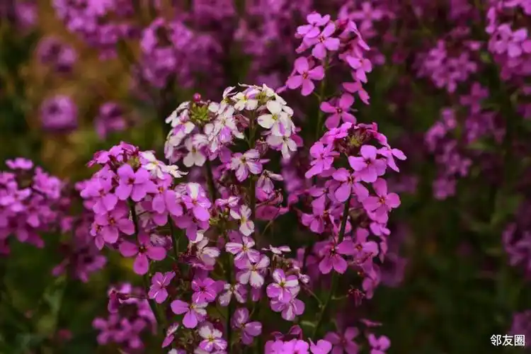 初夏之旅打卡梦幻紫毛萼香芥