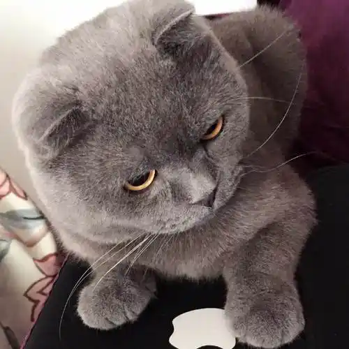 养英国短毛猫的好处