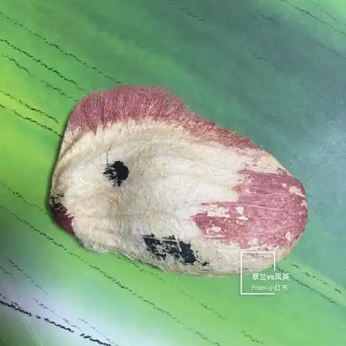 奶奶的手工一枚芒果核