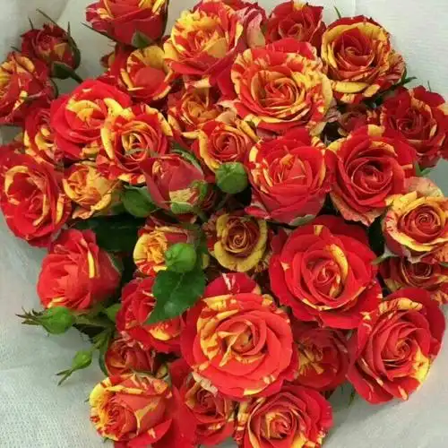 我基地专业种植与销售玫瑰月季扦插小苗,一三年根大苗生裸根大苗,玫瑰