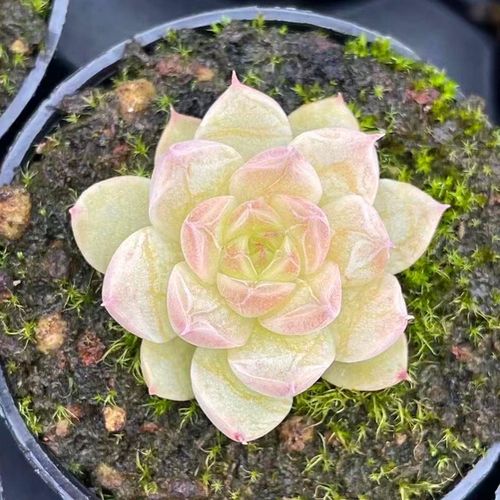 多肉植物韩国进口麦秆 女王一物一拍漂亮颜色通透高端精品小贵货