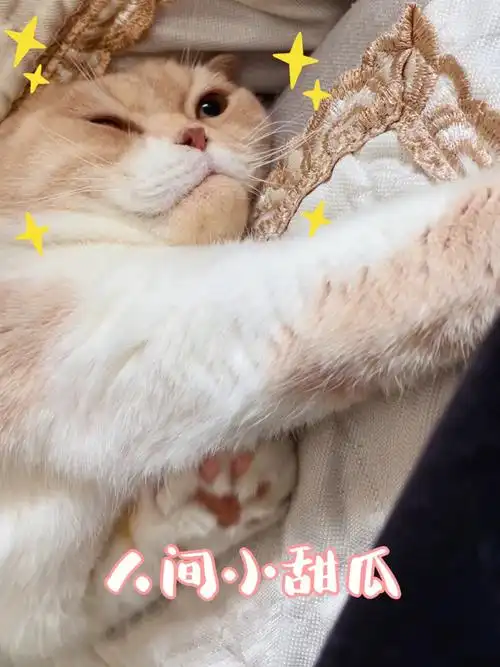 折耳猫七岁了