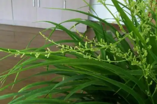 龙须兰开花吗,龙须兰花期多久/养三年开10天/附开花图片