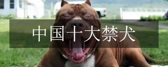 中国十大禁犬