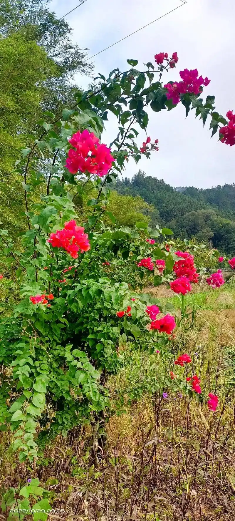 感受大自然的气息和美景花有重开日人无再少年每一张照片都是满满的