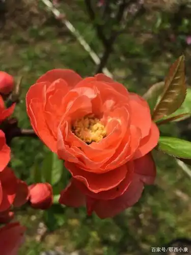 木瓜树嫁接的长寿乐海棠