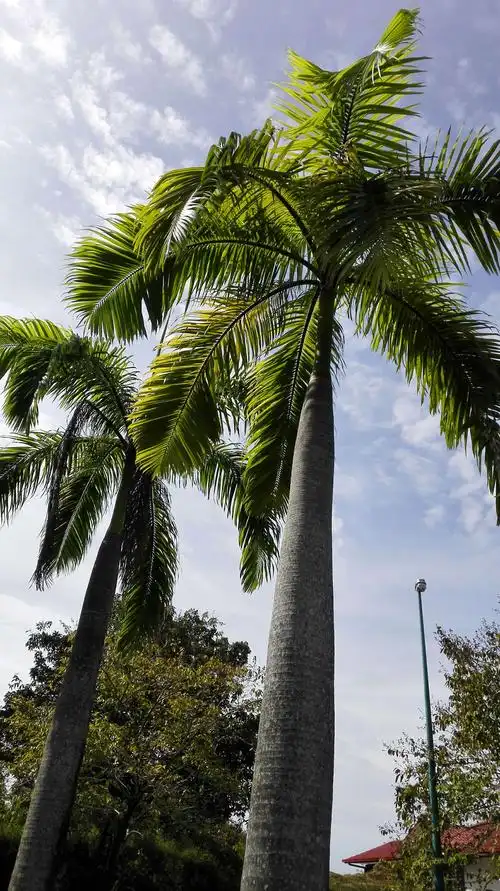 椰树海风是东南亚特有的景观.