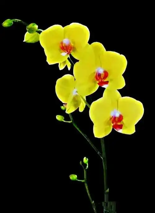 最漂亮好看的蝴蝶兰品种