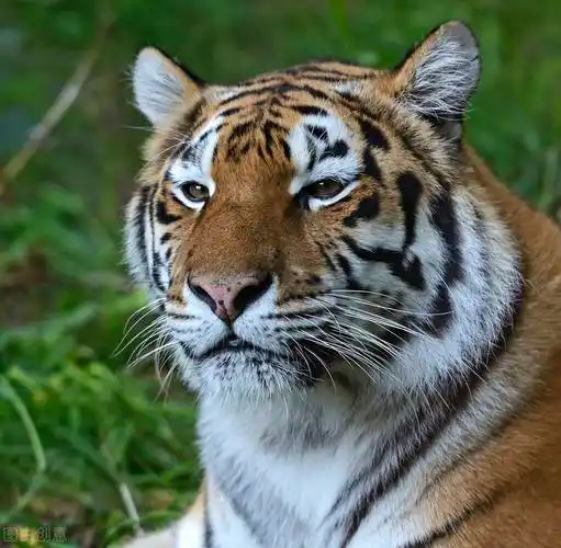 原创野生老虎一照难求你知道为什么很难拍到它清晰漂亮的图片吗