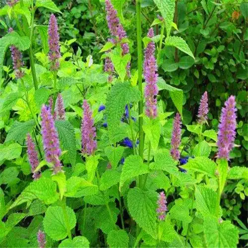 夏枯草麦穗夏枯草多年生草本植物适用于绿化公园