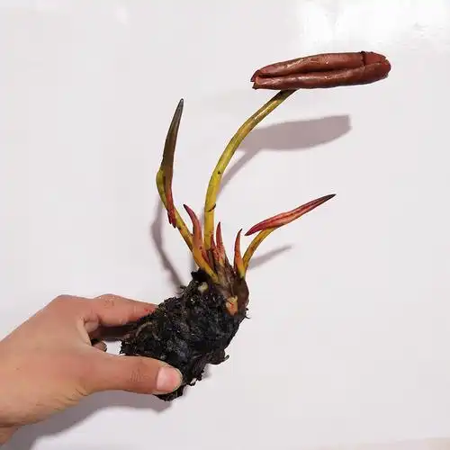 带芽大睡莲种根荷花莲花睡莲根块根茎水生植物湿地池塘睡莲花卉